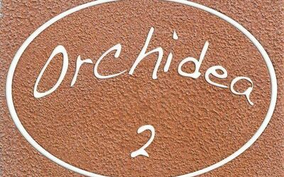 Orchidea