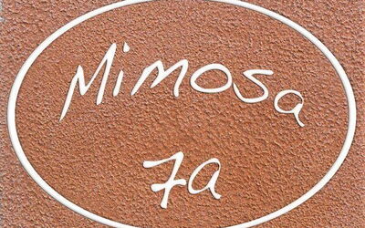 Mimosa