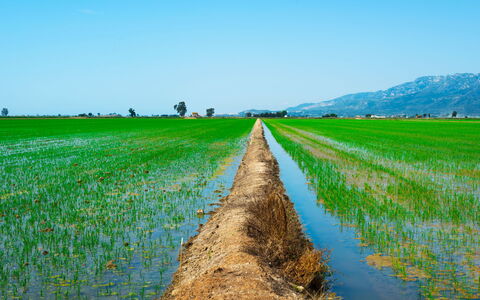 Flamenc 2: Pianta, Cielo, Paesaggio Naturale, Lotto, Erba, Agricoltura, Plain, Pascolo, Paesaggio