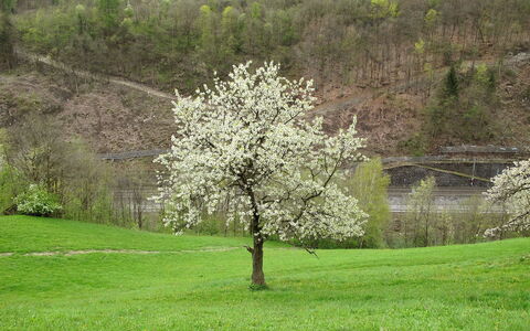 Goldegg 300: Pianta, Comunita 'Impianto, Fiore, Paesaggio Naturale, Ramo, Vegetazione, Albero, Lotto, Erba, Pascolo