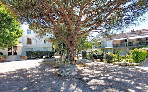 Le Platin: Ramo, Foglia, Ramoscello, Primavera, Shade, Giardino, Cortile, Backyard