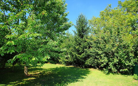 Goliath: Pianta, Cielo, Paesaggio Naturale, Ramo, Albero, Erba, Sempreverde, Groundcover, Shade, Tinte E Ombre