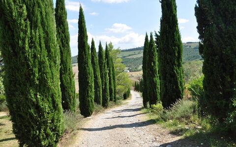 Le Querce Di Campocane: Albero, Vegetazione, Verde, Biome, Paesaggio Naturale, Pianta, Woody Impianto, Ambiente Naturale, Riserva Naturale, Arbusto