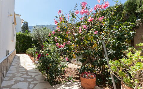 Tulipanes: Fiore, Pianta, Cielo, Vaso Di Fiori, Pianta Della Casa, Paesaggio, Arbusto, Costruzione, Casa, Pianta Fiorita