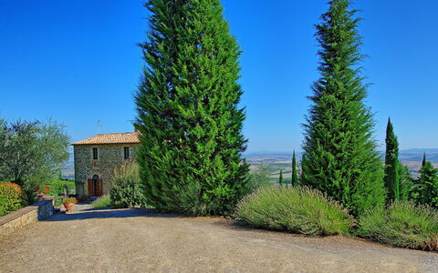 Villa Montalcino: Albero, Pianta, Woody Impianto, Thuya, Pinus Contorta, Biome, Red Ginepro, Sempreverde, American Larice, Conifera
