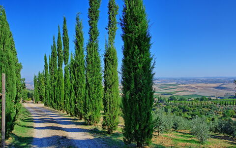 Villa Montalcino: Albero, Natura, Woody Impianto, Pianta, Biome, Cielo, American Larice, Pinus Contorta, Conifera, Cypress Famiglia