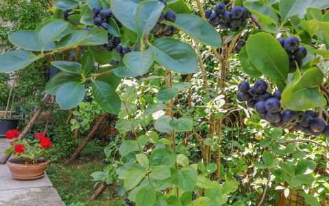 Pula Vodnjan 103: Pianta, Vaso Di Fiori, Cibo, Frutta, Pianta Della Casa, Albero, Pianta Fiorita, Groundcover, Arbusto