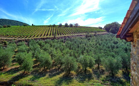 Casa Maria Luisa: Piantagione, Agricoltura, Cielo, Vigneto, Highland, Campo, Albero, Collina, Hill Station, Pianta