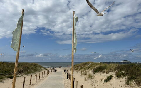 Noordwijk 450: Nube, Cielo, Ecoregione, Acqua, Corpo D'Acqua, Spiaggia, Legna, Pianta