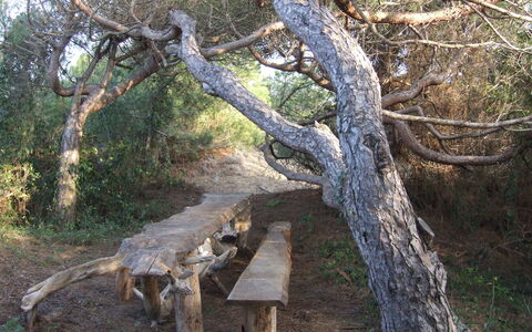 Appartamento - Le Finestre: Albero, Woodland, Riserva Naturale, Woody Impianto, Pianta, Tronco, Foresta, Ramo, Legna, Fauna Selvatica