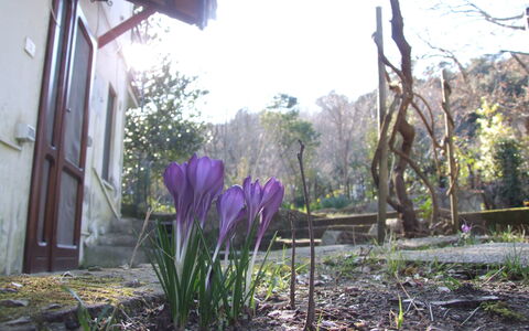 Villa Agrifogli: Fiore, Pianta, Viola, Primavera, Pianta Fiorita, Botanica, Graminacee, Giardino, Cortile, Erba