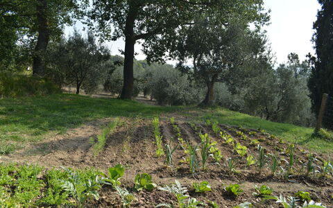 Casale Biancospino: Albero, Campo, Vegetazione, Ambiente Naturale, Paesaggio Naturale, Riserva Naturale, Woodland, Suolo, Erba, Pianta