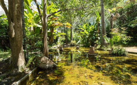 Jardines del Mar: Pianta, Comunita 'Impianto, Paesaggio Naturale, Albero, Ramo, Acqua, Impianto Terrestre, Tronco, Alveo